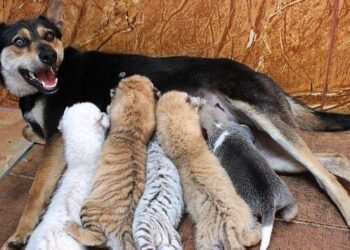 كلبة ترضع أشبال من النمور + فيديو