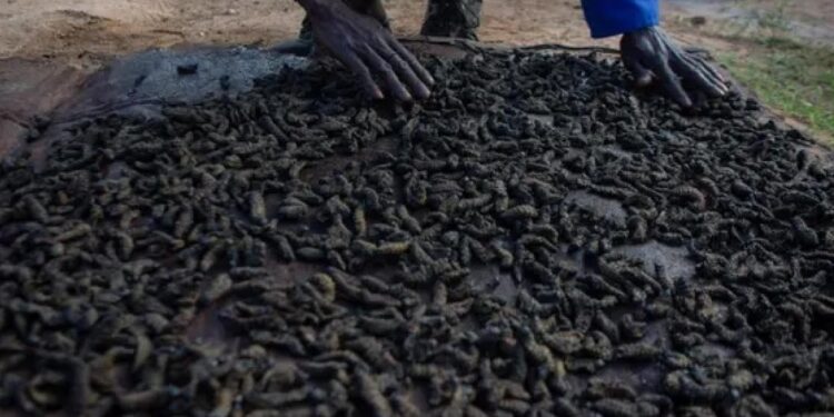 تجارب لتربية “حشرات صالحة للأكل” لـــمواجهة” الجــــــوع في أفريقيا