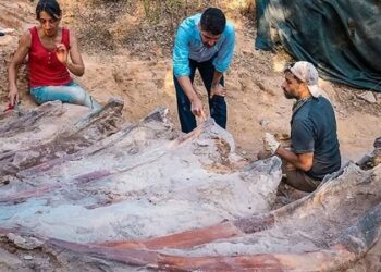 اكتشف حفرية ديناصور في حديقة منزله