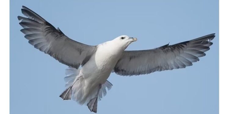 العثور على أقدم طائر بحري في العالم .. عمره نحو نصف قرن