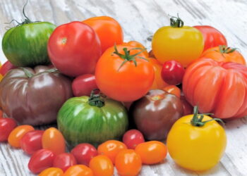 باحثون صينيون يبتكرون طريقة جديدة لإنتاج “طماطم ملونة” وبسرعة قياسية