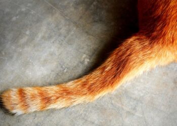 ما هي وظيفة ذيول الحيوانات ؟