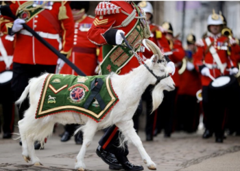 تيــس شارك في مراسم تتويج الملك تشارلز ,(يحمل رتبة عسكرية وله امتيازات خاصة وراتب ثابت)