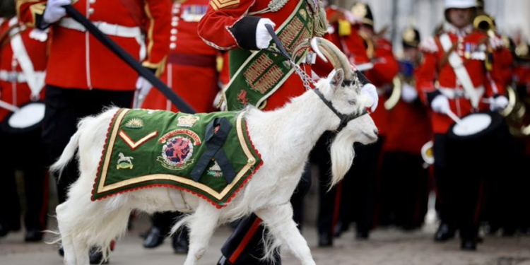 تيــس شارك في مراسم تتويج الملك تشارلز ,(يحمل رتبة عسكرية وله امتيازات خاصة وراتب ثابت)