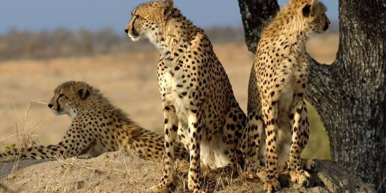 فهود أفريقيا تعود إلى الهند ,,, بعد غياب 70 عاما