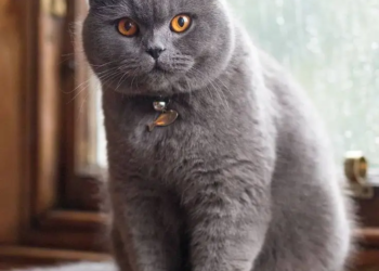 لماذا تحب القطط مَن يكرهها ؟