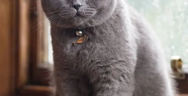 لماذا تحب القطط مَن يكرهها ؟