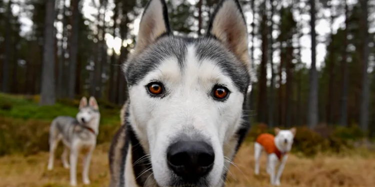 كـــلاب أنقذت حياة أصحابها واكتشفت السرطان قبل الأطباء