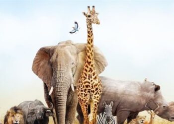 انخفاض عدد الحيوانات البرية في العالم 69% خلال نصف قرن