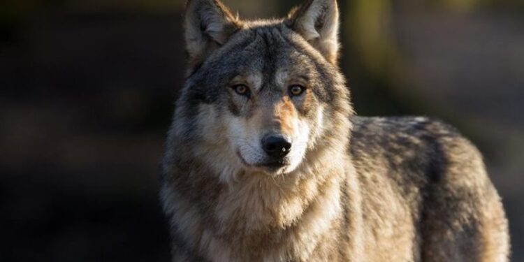 الذئاب مهدده بالانقراض