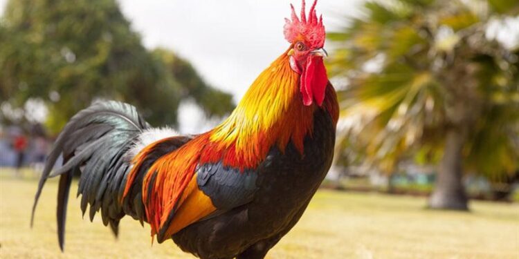 محكمة ألمانية تقضي بحبس ديك في حجرة عازلة للصوت