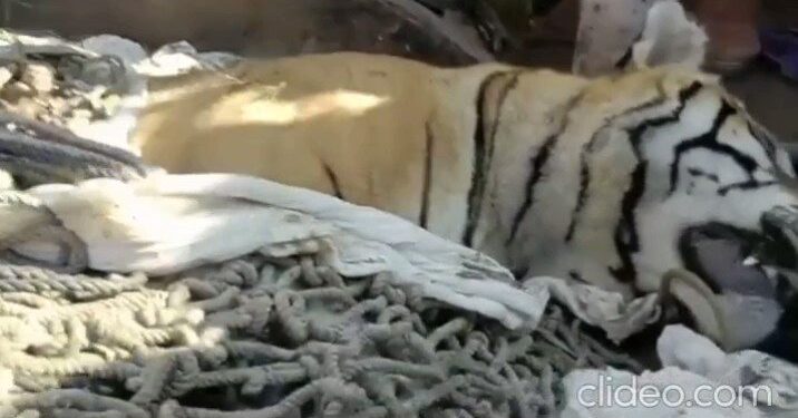 الشرطة الهندية تقتل نمرًا أكل 9 أشخاص