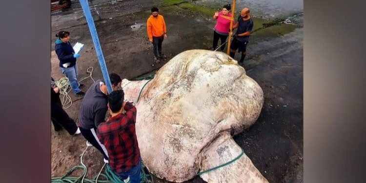 العثور على أثقل سمكة في العالم