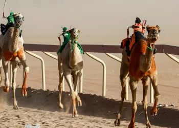 روبوتات تقود الجمال في سباقات الهجن بالأردن