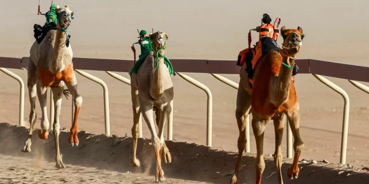 روبوتات تقود الجمال في سباقات الهجن بالأردن