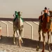 روبوتات تقود الجمال في سباقات الهجن بالأردن