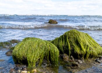 (طحالب خارقة) قد تنقذ البشر من كوارث الفيضانات