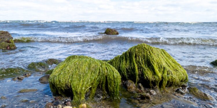 (طحالب خارقة) قد تنقذ البشر من كوارث الفيضانات