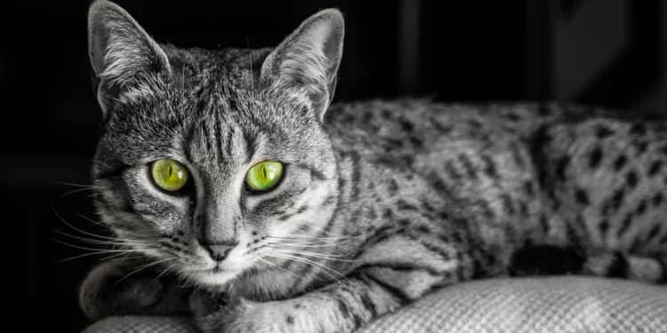 (قطط الماو)  يعود أصلها إلى 1400 سنة ق.م ,, المصريون القدماء حنّطوها مع الملوك