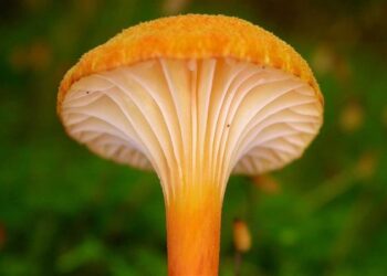 ابتكار رقائق كمبيوتر مصنوعة من الفطر