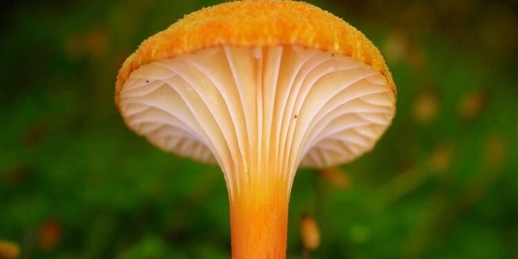 ابتكار رقائق كمبيوتر مصنوعة من الفطر