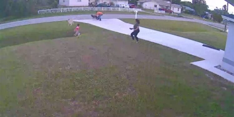 كلب ينقذ طفلًا من هجوم قاتل