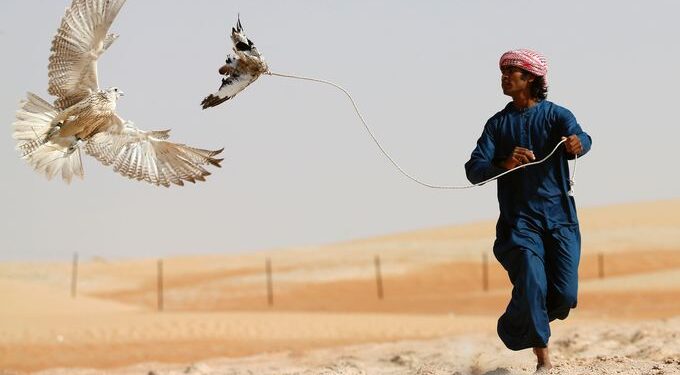 آلاف الصقور الجارحة تتنافس للربــح بجوائز مليونية لملاكها في مهرجان بالسعودية