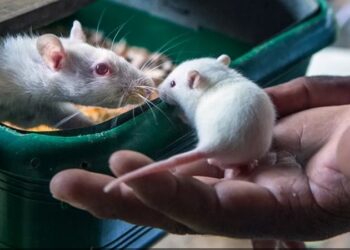 الفئران تتفاعل مع الموسيقى