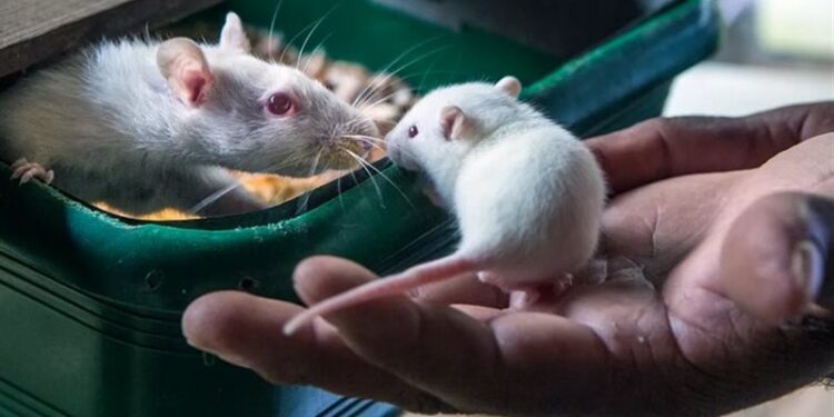 الفئران تتفاعل مع الموسيقى