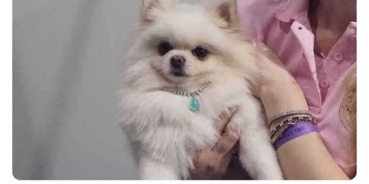 تصميـــم أغلى قلادة لكلب.. سعرها يفوق 70 ألف $