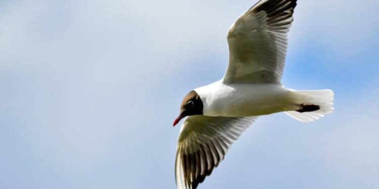 تغريـــم شابين لتحطيمهم أكثر من (40 بيضة) لطيور محمية