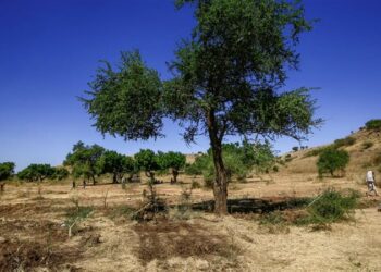 تحذيرات للسودان من أضرار خطيرة  بسبب تناقص الغطاء الشجري