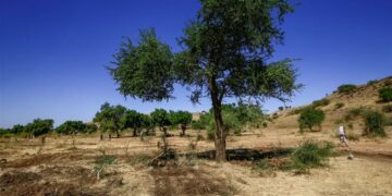 تحذيرات للسودان من أضرار خطيرة  بسبب تناقص الغطاء الشجري