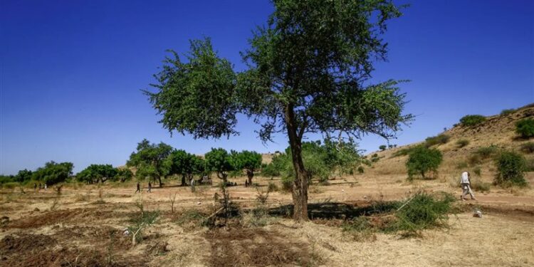 تحذيرات للسودان من أضرار خطيرة  بسبب تناقص الغطاء الشجري