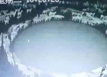 الصين تتوصل إلى حل لغز الأغنام التي تمشي بشكل دائري