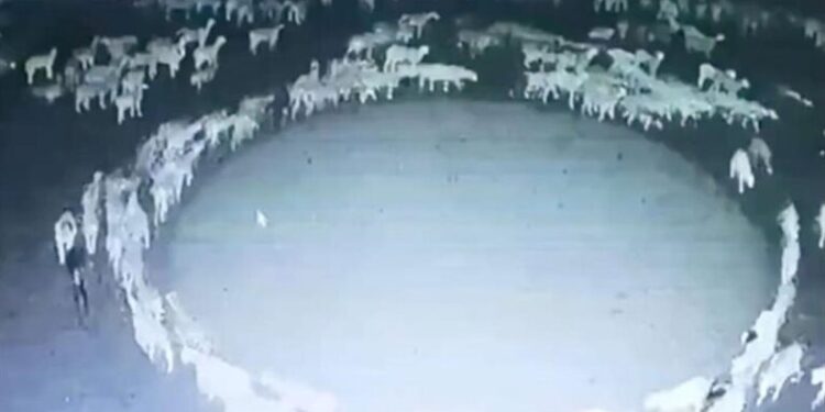 الصين تتوصل إلى حل لغز الأغنام التي تمشي بشكل دائري