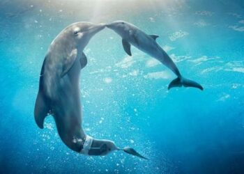 دراسة تكشـــف أن الدلافين تهتم ببشرتها