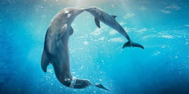 دراسة تكشـــف أن الدلافين تهتم ببشرتها
