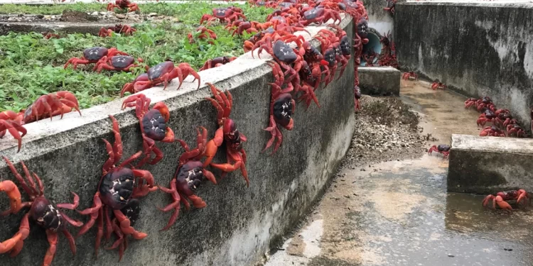 جزيرة في أستراليا بقبضة كائنات بحرية