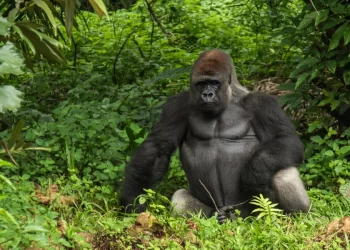 تعلمت لغة الإشارة وتواصلت مع البشر( الغوريلا كوكو) كانت آخر كلماتها ,,أنتم تدمرون الكوكب !