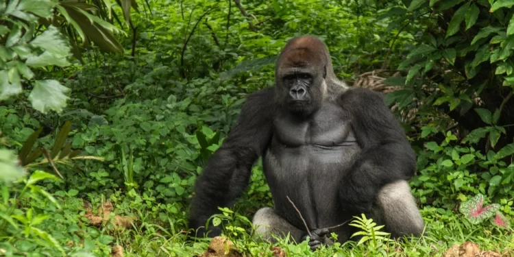 تعلمت لغة الإشارة وتواصلت مع البشر( الغوريلا كوكو) كانت آخر كلماتها ,,أنتم تدمرون الكوكب !