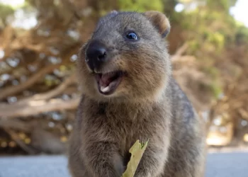 يشتهر بابتسامته الواسعة , ألطف الحيوانات البرية في العالم