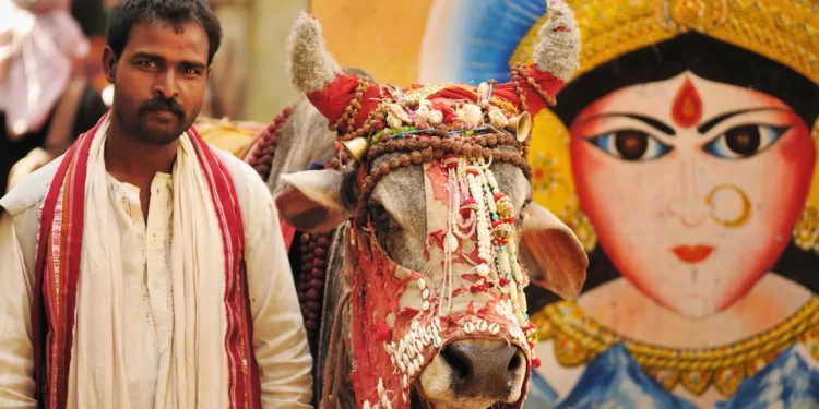 لماذا يقدّس الهندوس البقر ؟