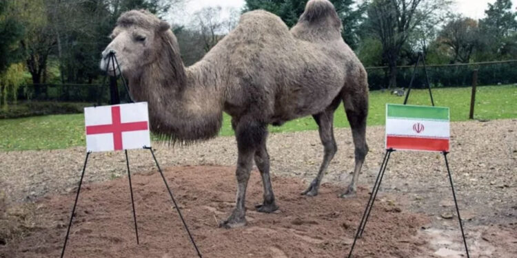 ناقة تتوقع الفائز في افتتاح مونديال قطر ومباراة إيران وإنجلترا