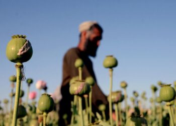 زراعة الأفيـــون تزدهر في أفغانسان