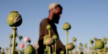 زراعة الأفيـــون تزدهر في أفغانسان