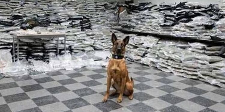 صورة كلب تحبط تهريب مخدرات بـ 60 مليون $ في بريطانيا