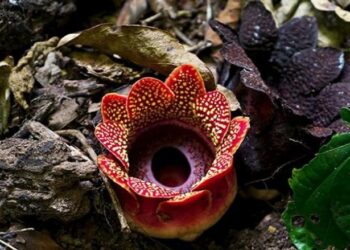 زهرة ذات رائحة كريهة تعود لغابات الصين ,, بعد 30 عام