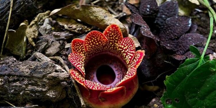 زهرة ذات رائحة كريهة تعود لغابات الصين ,, بعد 30 عام