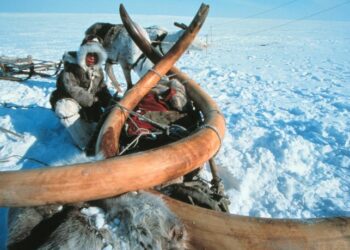 تجارب روسية ,,, (تشريح الماموث)